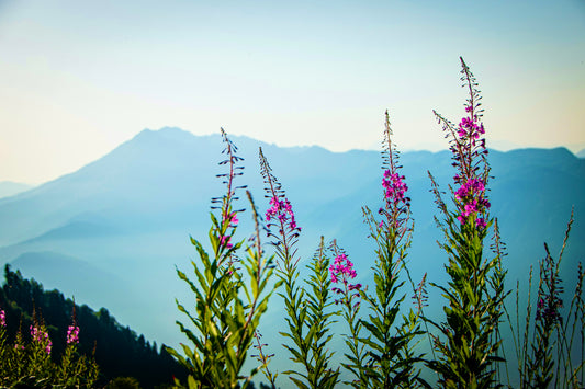 BOTANIQUE ALPINE : APPRIVOISER LES PLANTES DE MONTAGNE