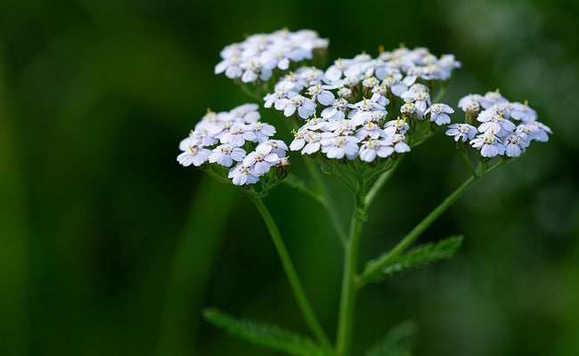 RENOUER AVEC LE VIVANT