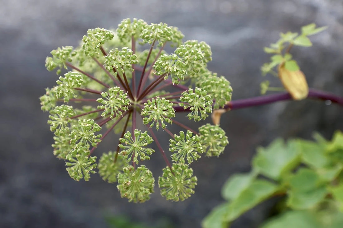 PRENDRE SOIN  DE NOS ÉCO-SYSTÈMES