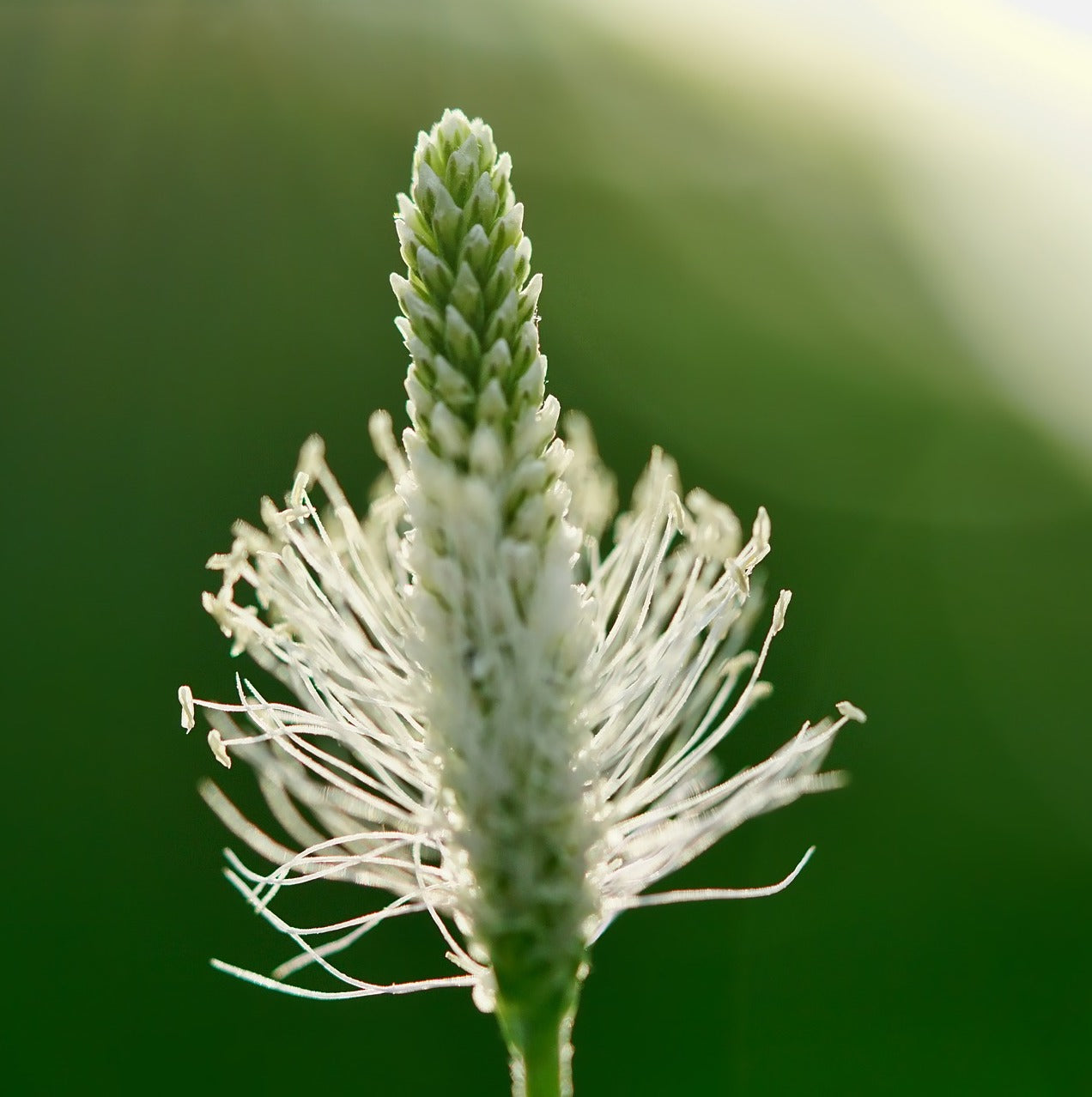 INTRODUCTION AUX PLANTES MÉDICINALES